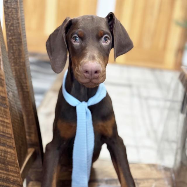 Apollo - Doberman Pinscher