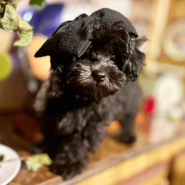 Pumpkin - Maltipoo