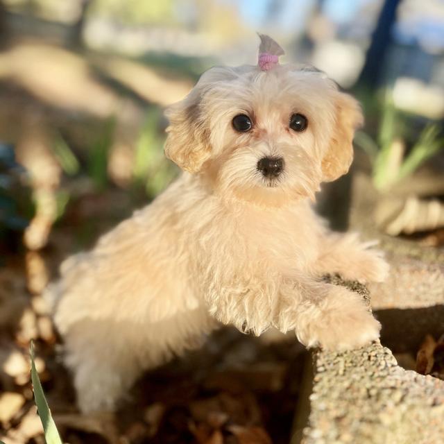 Ava - Maltipoo