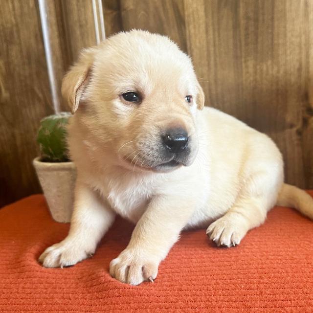 Yukon - Labrador Retriever