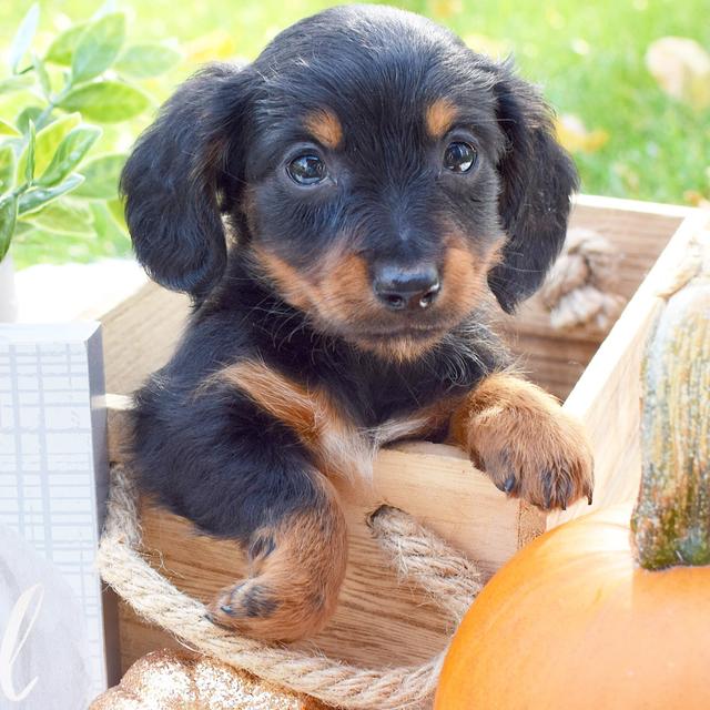 Spencer - Dachshund