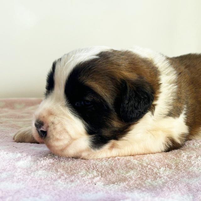 Gracious - Saint Bernard