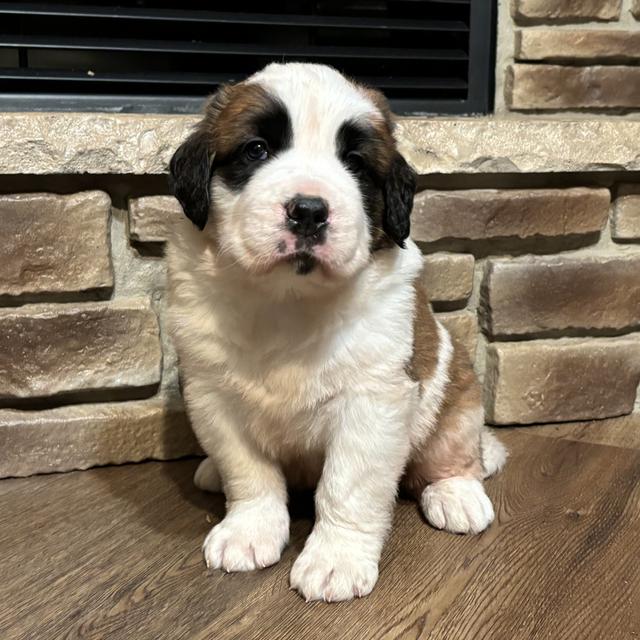 Gracious - Saint Bernard