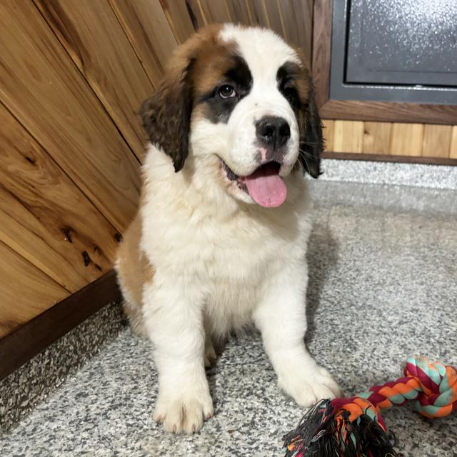 Gracious - Saint Bernard