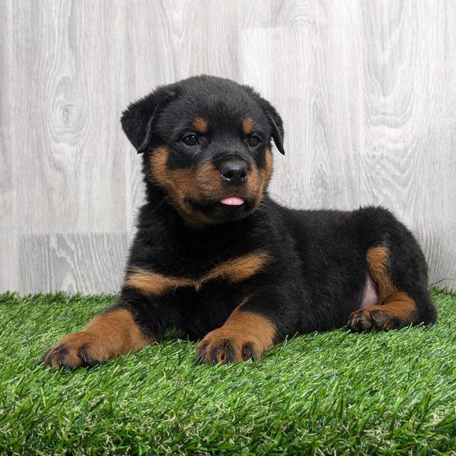 Bear - Rottweiler