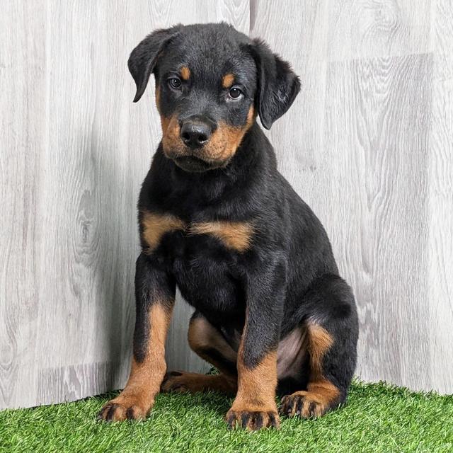 Bear - Rottweiler