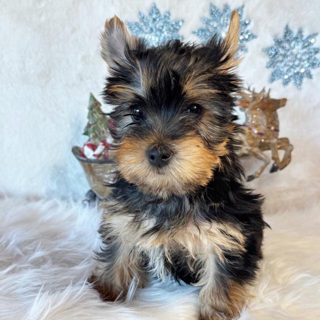 Andy - Yorkshire Terrier