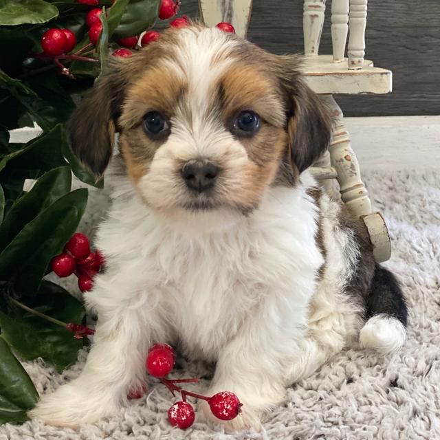 Camden - Havanese