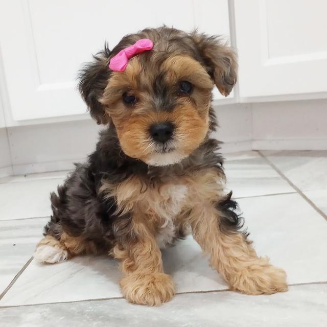 Cinderella - Yorkiepoo