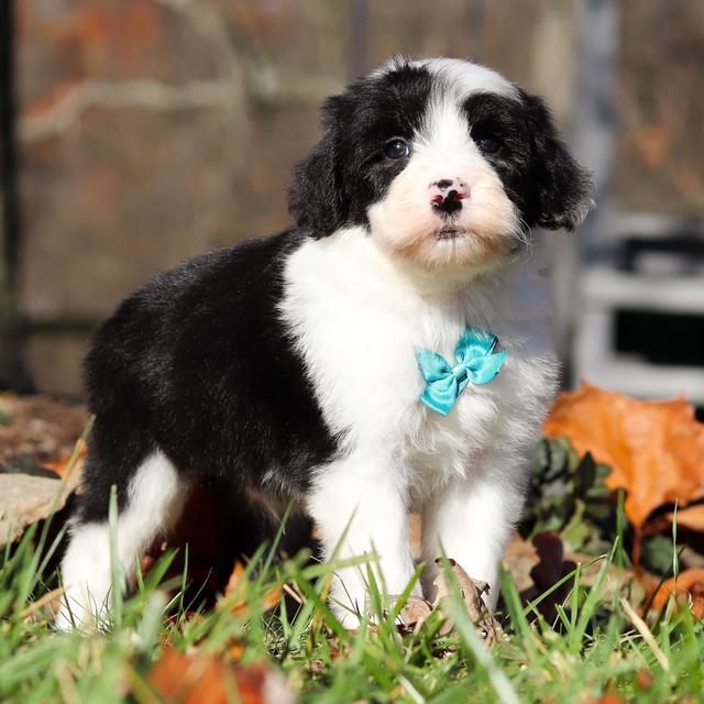 Colin - Sheepadoodle