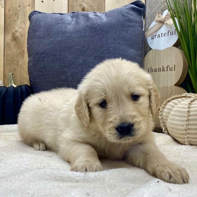 Milo - Golden Retriever