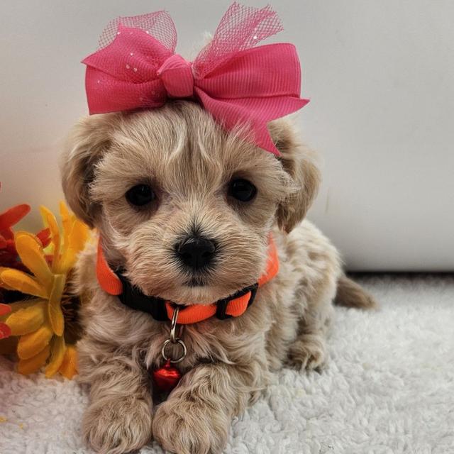 Miley - Maltipoo