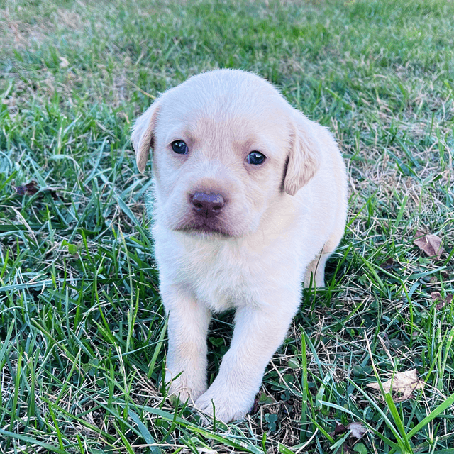 Ginger - Labrador Retriever