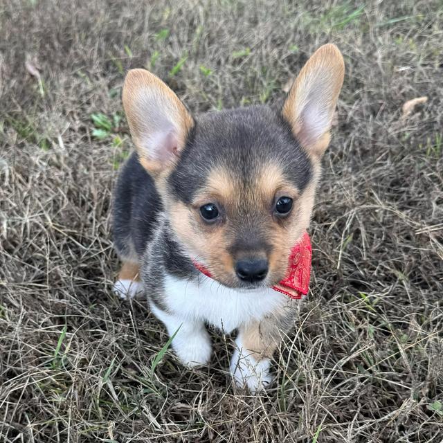 Sawyer - Pembroke Welsh Corgi