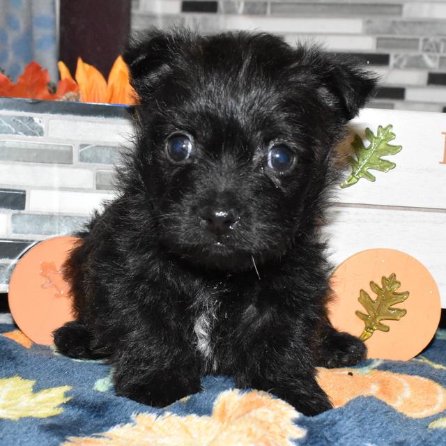 Josie - Cairn Terrier