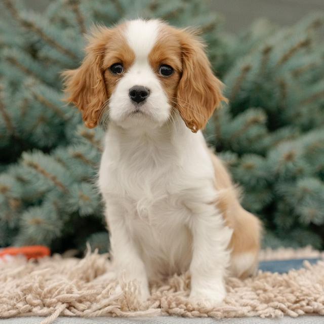 Montan - Cavalier King Charles Spaniel