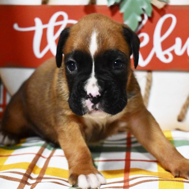 Tatum - Boxer