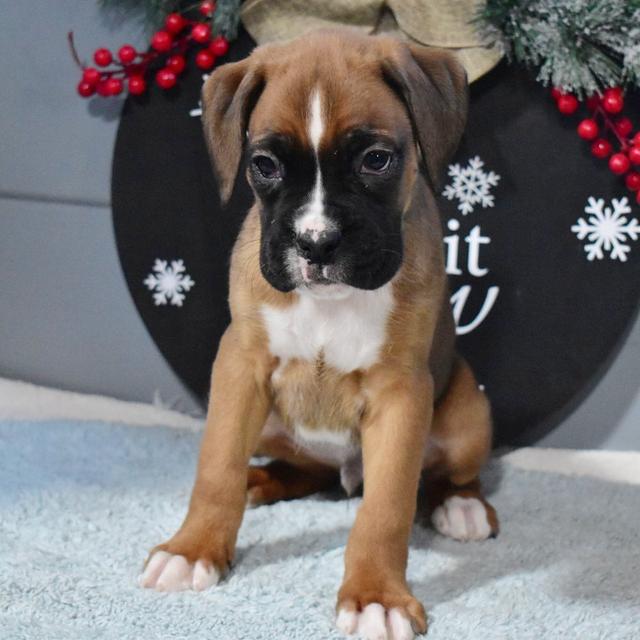 Tatum - Boxer