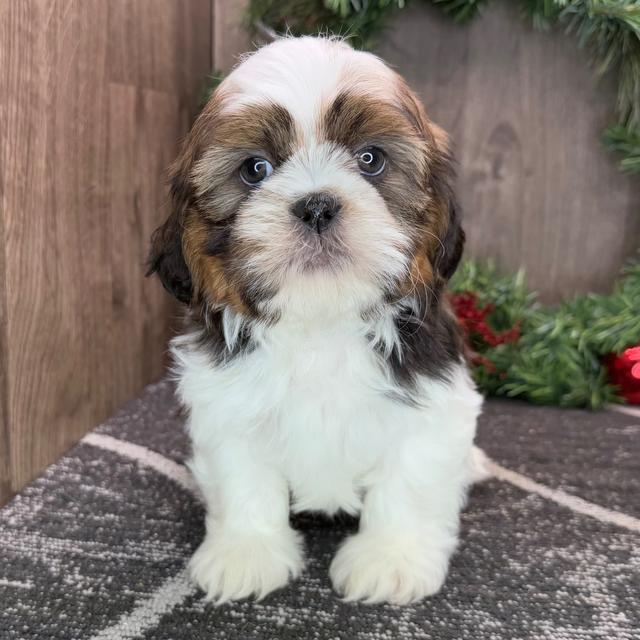 Allan - Shih Tzu