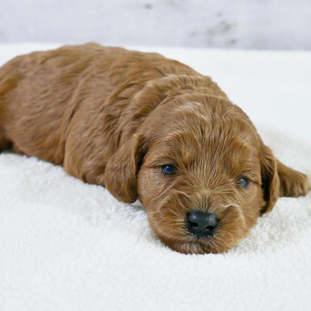 Jennie - Cavapoo