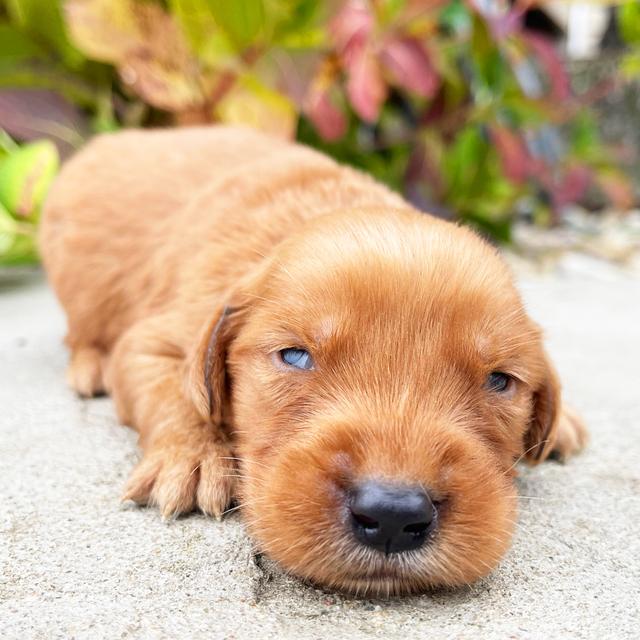 Norm - Golden Retriever