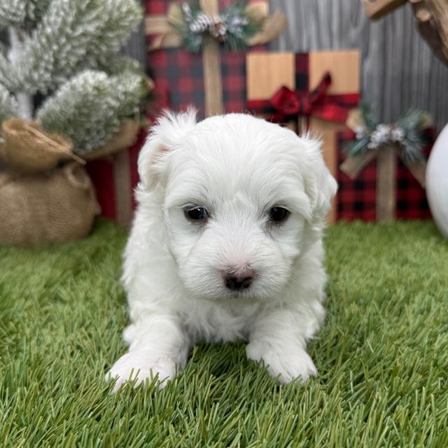 Handsome - Coton de Tulear