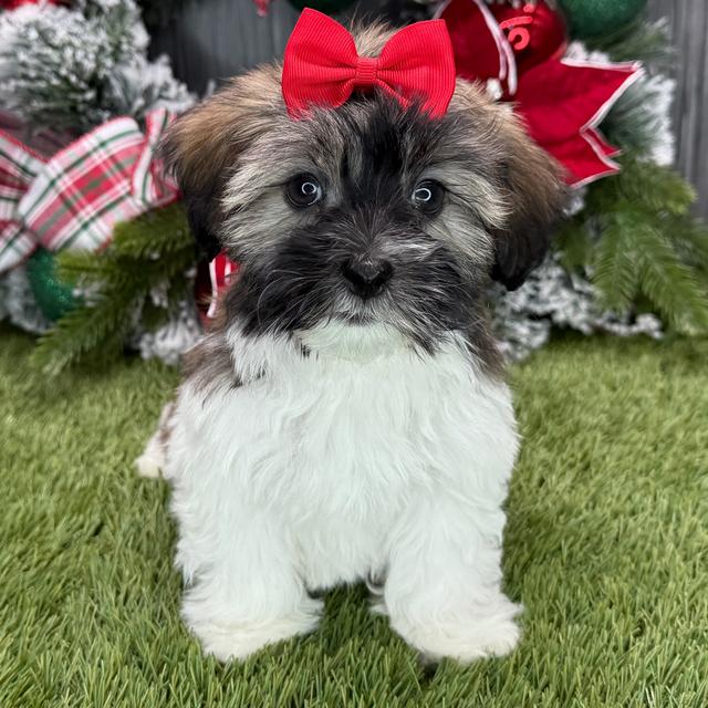 Iliene - Havanese