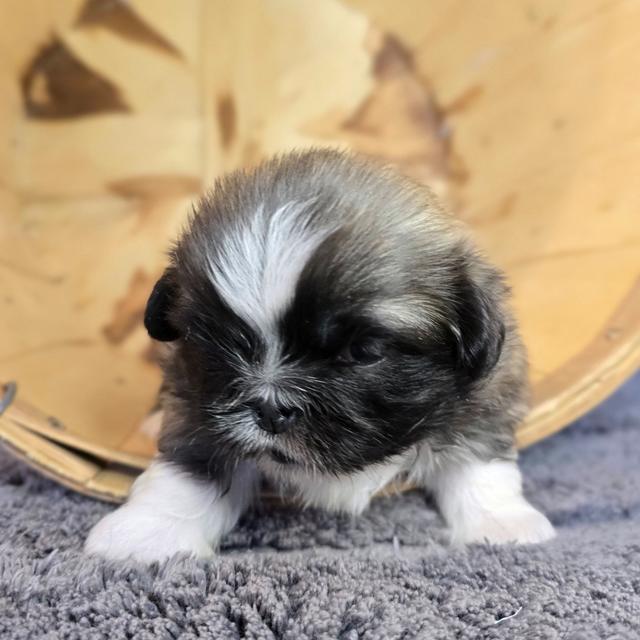 Parker - Pekingese