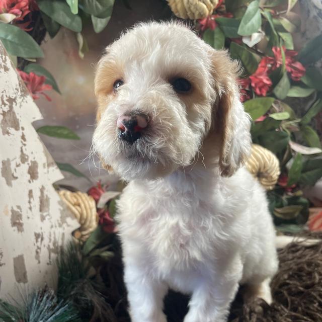 Marshall - Goldendoodle