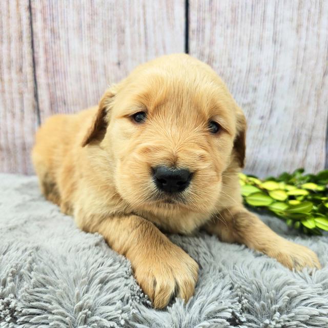 Kate - Golden Retriever