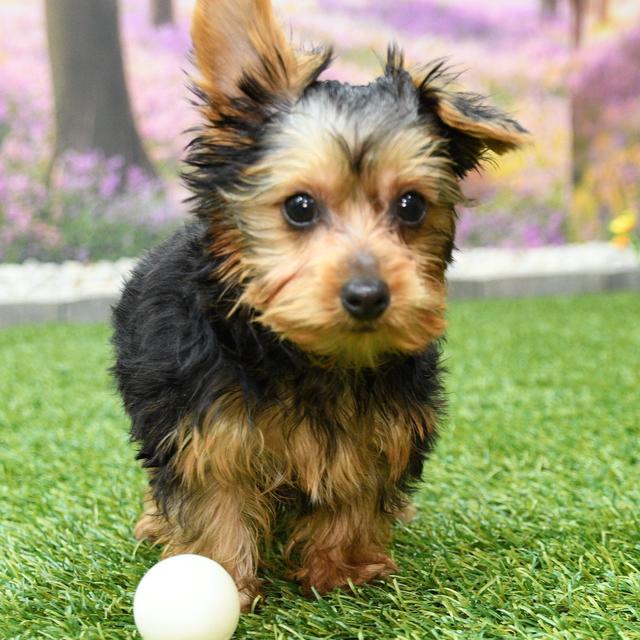 Bodhi - Yorkshire Terrier