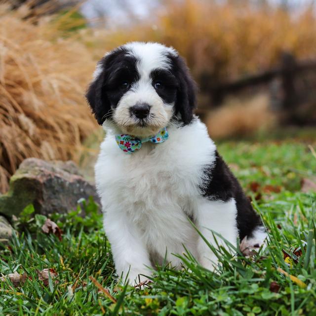 Bear - Sheepadoodle