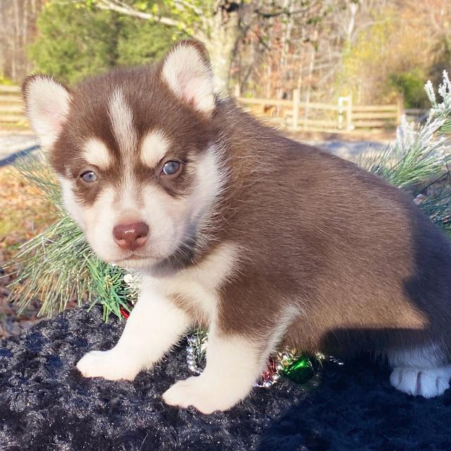 Whisker - Pomsky