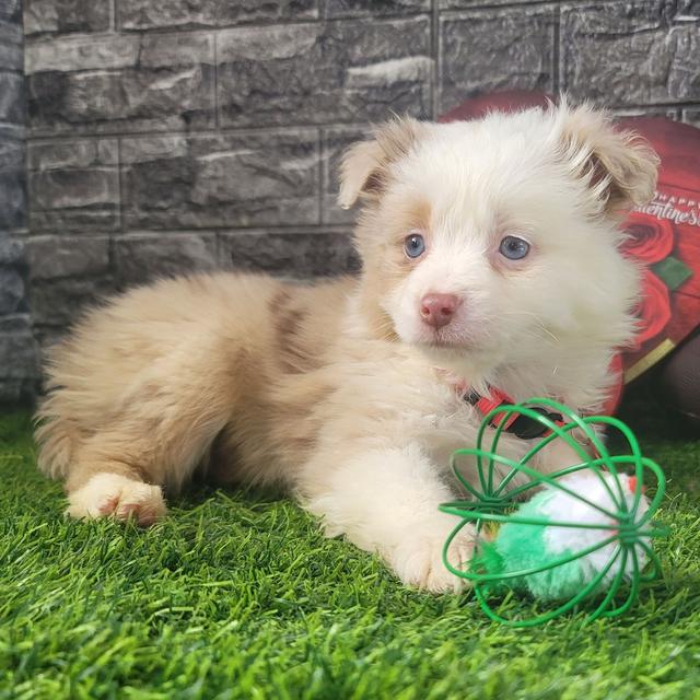 Marshall - Australian Shepherd