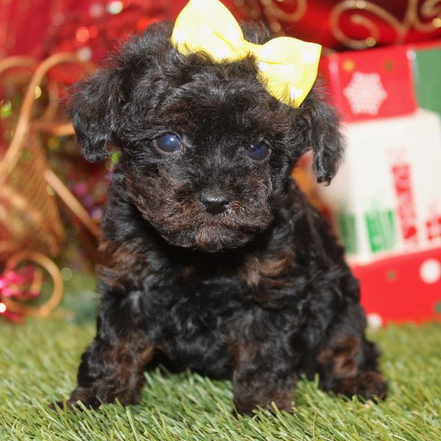 Trudy - Yorkiepoo