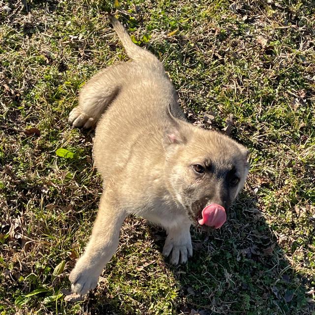 Peno - German Shepherd Dog