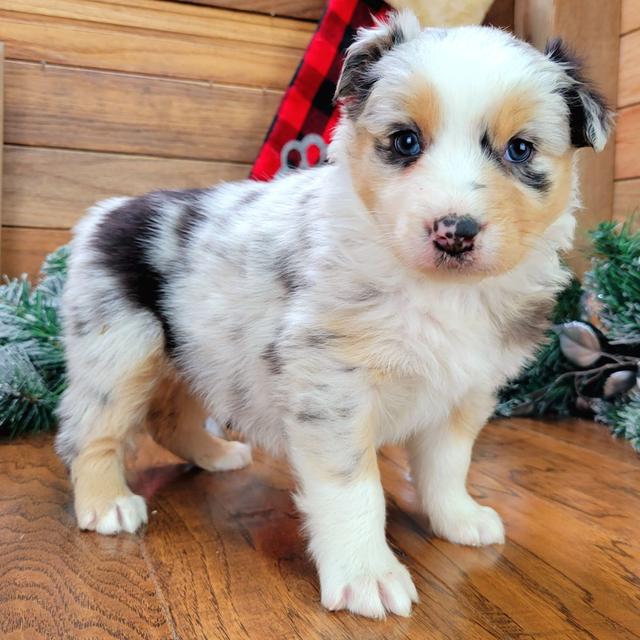 Jessie - Australian Shepherd