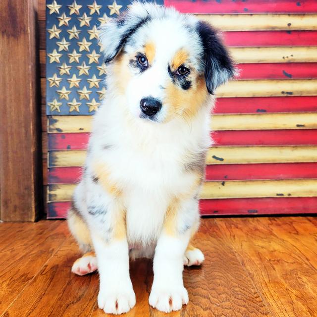 Jessie - Australian Shepherd