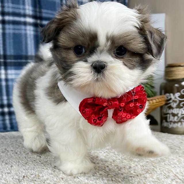 Bailey - Shih Tzu