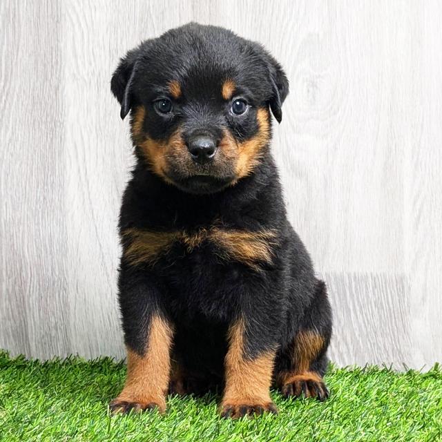 Grizzly - Rottweiler