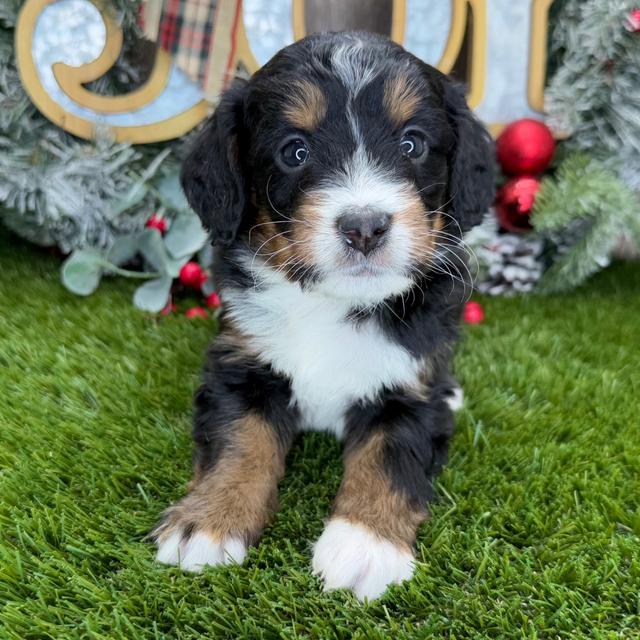 Annie - Bernedoodle