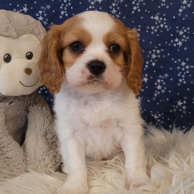 Tucker - Cavalier King Charles Spaniel