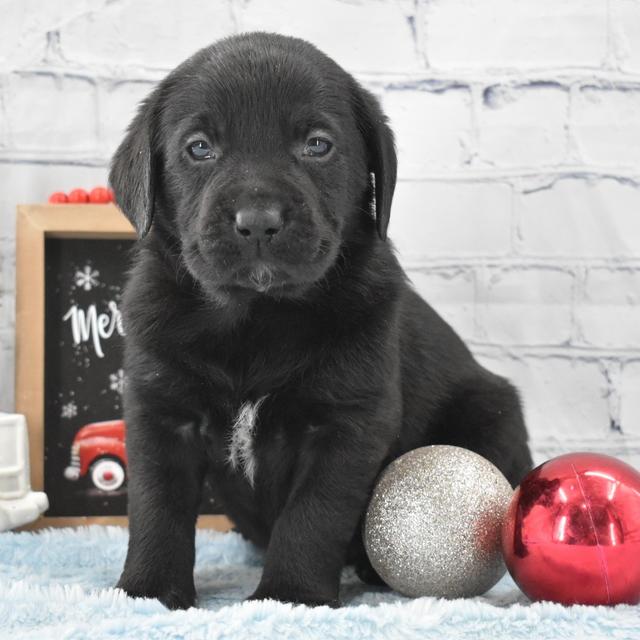 Harper - Labrador Retriever