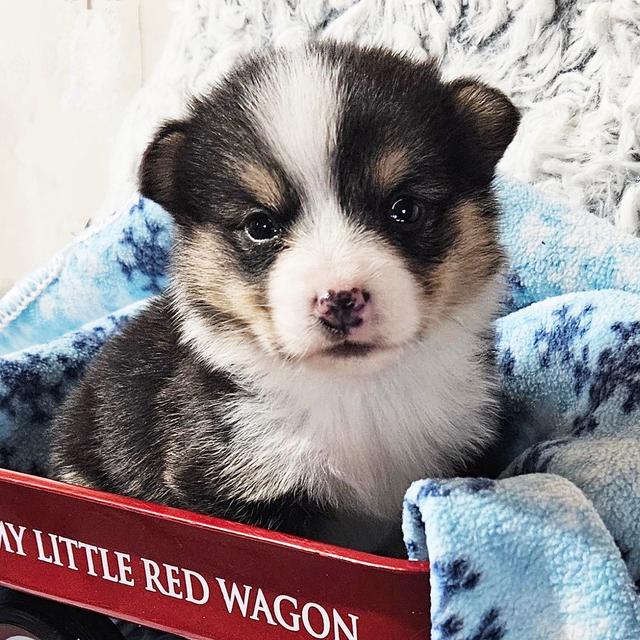 Tonka - Pembroke Welsh Corgi