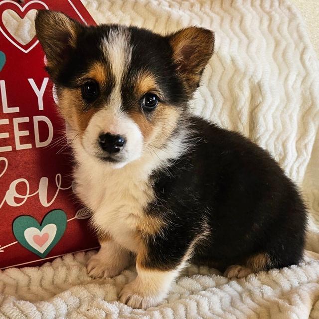 Tonka - Pembroke Welsh Corgi