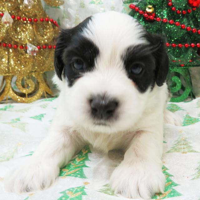 Fish - Coton de Tulear