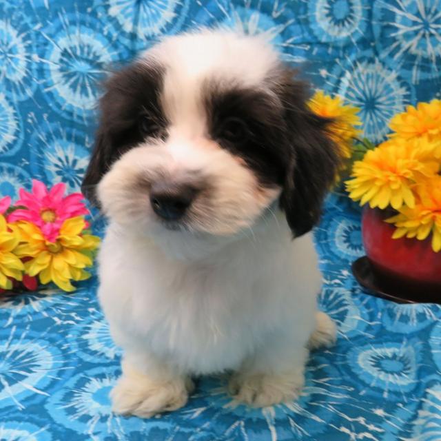 Fish - Coton de Tulear