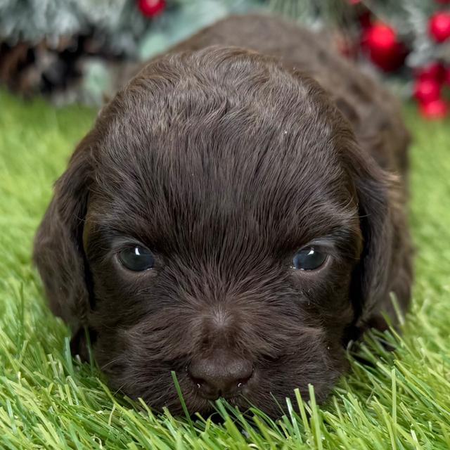 Chocolate - Shih-Poo