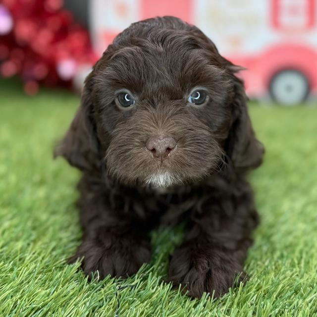 Chocolate - Shih-Poo