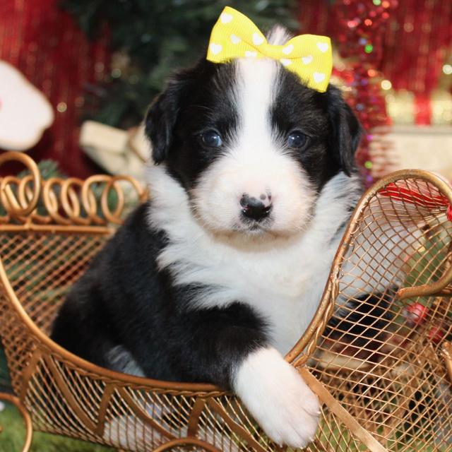 Ember - Aussiedoodle